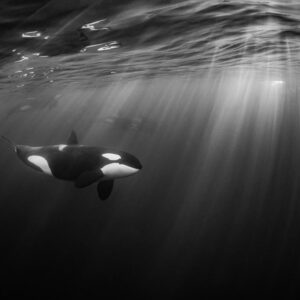 Black and white image of an orca under streaming light rays, Kvænangen, Troms, Norway