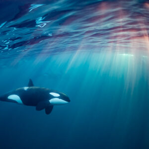 Orca swimming under pink and turquoise sun rays, Kvænangen, Troms, Norway