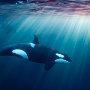 Close side view of an orca gliding under bright sunbeams, Kvænangen, Troms, Norway
