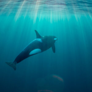 Orca diving in turquoise light under sun rays, vertical frame, Kvænangen, Troms, Norway