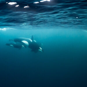 Two orcas swimming close together in green-blue water, Kvænangen, Troms, Norway