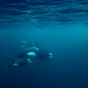 Group of orcas swimming in tight formation below the surface, Kvænangen, Troms, Norway