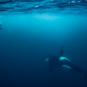 Orca swimming in the blue with a snorkeller at the surface, Kvænangen, Troms, Norway