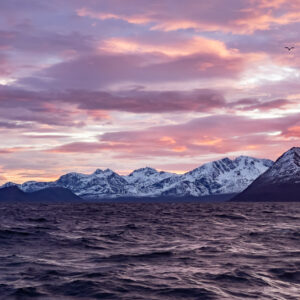 Soft pink sky over snowy peaks with a single bird in flight, Kvænangen, Troms, Norway