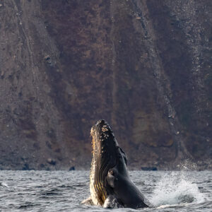 Humpback whale rising head-first out of the water before a dark cliff, Kvænangen, Troms, Norway