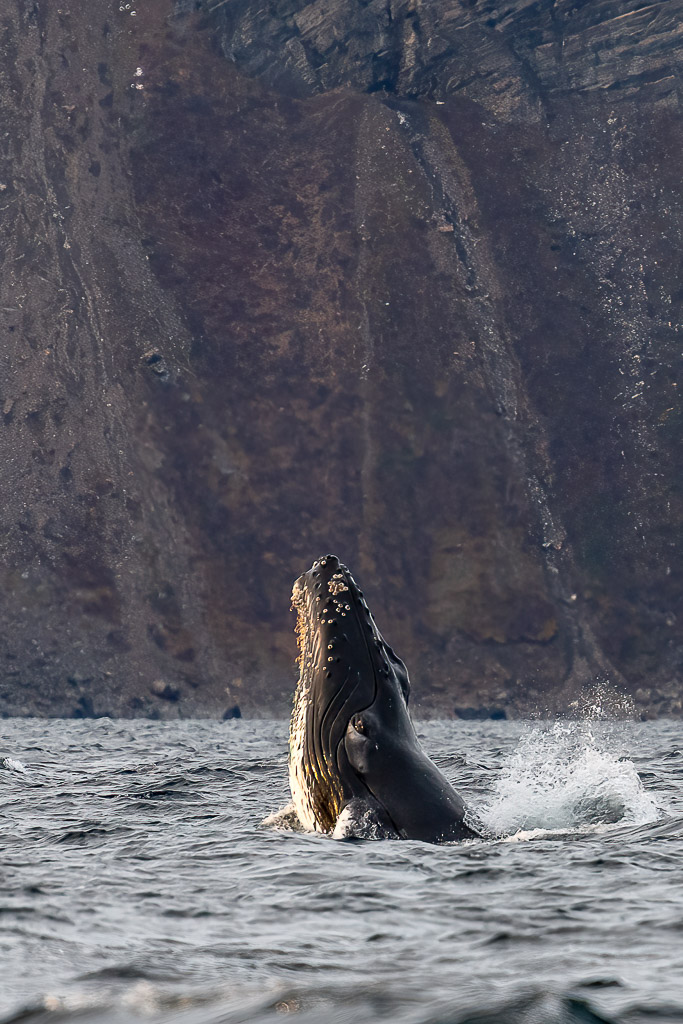 Baleine à bosse sortant la tête de l’eau devant une falaise sombre, Kvænangen, Troms, Norvège