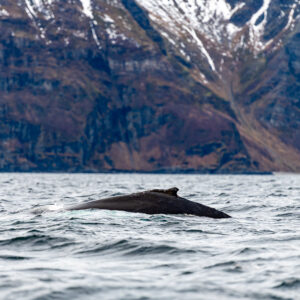 Humpback whale back arching at the surface below a rocky mountainside, Kvænangen, Troms, Norway
