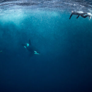 Snorkeller at the surface watching an orca in the deep blue below, Kvænangen, Troms, Norway