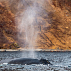 Humpback whale blowing a tall spout against an autumn-coloured slope, Kvænangen, Troms, Norway