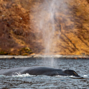 Humpback whale exhaling a vertical blow beside the rocky shore, Kvænangen, Troms, Norway