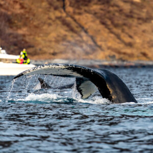 Humpback whale raising its tail fluke near a whale-watching boat, Kvænangen, Troms, Norway