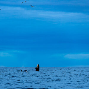Orca spyhopping beside another orca under a blue sky with gulls, Kvænangen, Troms, Norway