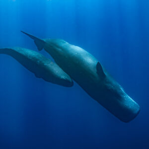 Two sperm whales descending together in deep blue with light rays, Flic-en-Flac, Mauritius