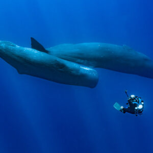 Diver with camera and lights filming two sperm whales in deep blue, Flic-en-Flac, Mauritius