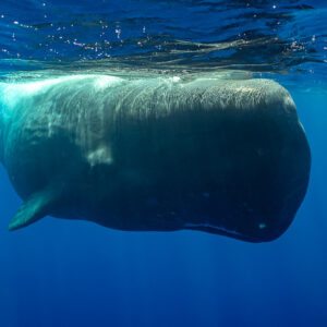 Massive sperm whale head below the surface, three-quarter view, Flic-en-Flac, Mauritius