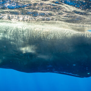 Close-up of a sperm whale head and pectoral fin at the surface, Flic-en-Flac, Mauritius