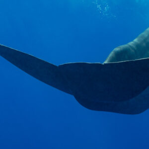 Sperm whale tail fluke in close-up seen from below in blue water, Flic-en-Flac, Mauritius