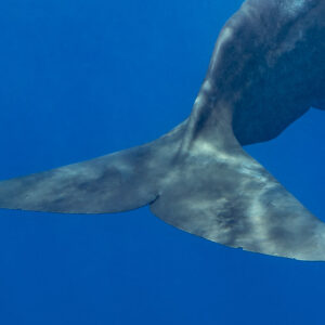 Caudale de cachalot largement déployée sous une lumière tachetée, gros plan, Flic-en-Flac, île Maurice