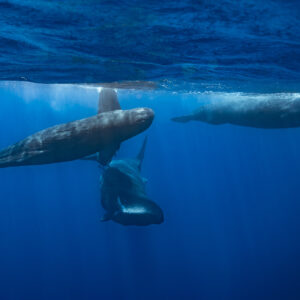 Four sperm whales near the surface at different angles in blue water, Flic-en-Flac, Mauritius