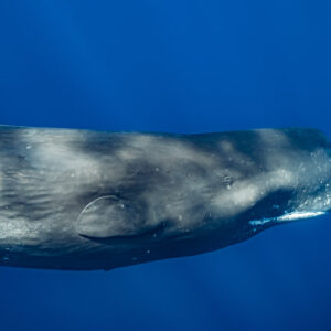 Close-up of a sperm whale head and eye in dappled light, Flic-en-Flac, Mauritius