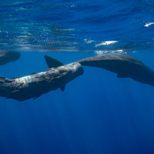 Two sperm whales swimming in line below the surface, another behind, Flic-en-Flac, Mauritius