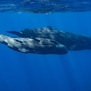 Two sperm whales swimming side by side near the surface, one scarred, Flic-en-Flac, Mauritius
