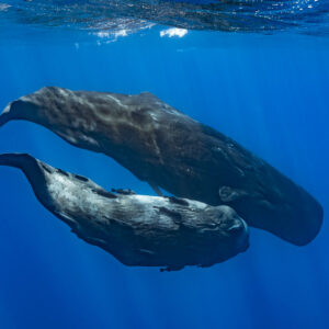 Two sperm whales swimming close together, brown and grey skin tones, Flic-en-Flac, Mauritius