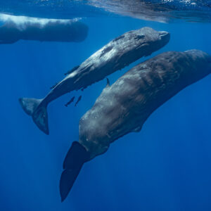 Two sperm whales swimming close together with a third at the surface, Flic-en-Flac, Mauritius