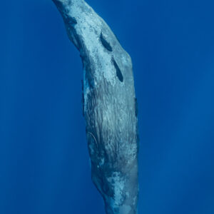 Cachalot couvert de cicatrices plongeant tête la première en diagonale, cadrage vertical, Flic-en-Flac, île Maurice