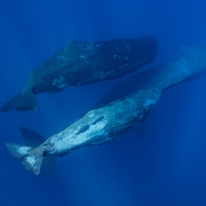 Two sperm whales passing each other, one pale and heavily scarred, Flic-en-Flac, Mauritius