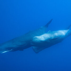 Two sperm whales swimming side by side, lower jaws visible, Flic-en-Flac, Mauritius