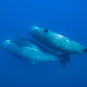Two sperm whales swimming one above the other, flukes visible, Flic-en-Flac, Mauritius
