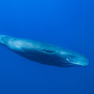Lone sperm whale swimming diagonally in deep blue, full body, Flic-en-Flac, Mauritius