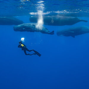 Scuba diver below a pod of sperm whales near the surface, bubble column, Flic-en-Flac, Mauritius