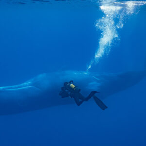 Scuba diver filming a sperm whale at close range under a bubble column, Flic-en-Flac, Mauritius