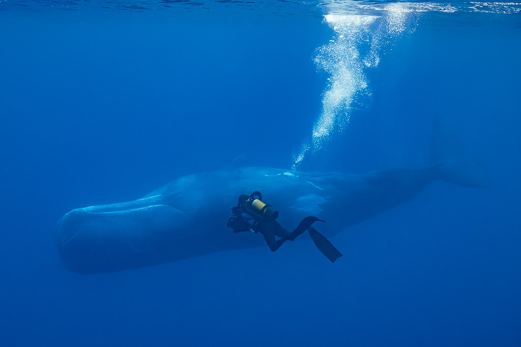 Plongeur filmant un cachalot de très près sous une colonne de bulles, Flic-en-Flac, île Maurice