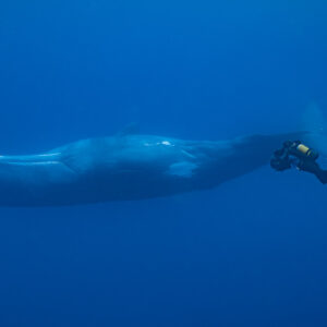 Scuba diver filming a sperm whale head in deep blue, side view, Flic-en-Flac, Mauritius