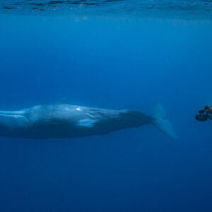 Scuba diver with camera lights filming a passing sperm whale, Flic-en-Flac, Mauritius