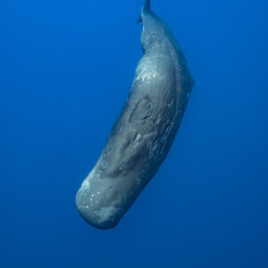 Cachalot couvert de cicatrices plongeant tête en bas, cadrage vertical, Flic-en-Flac, île Maurice