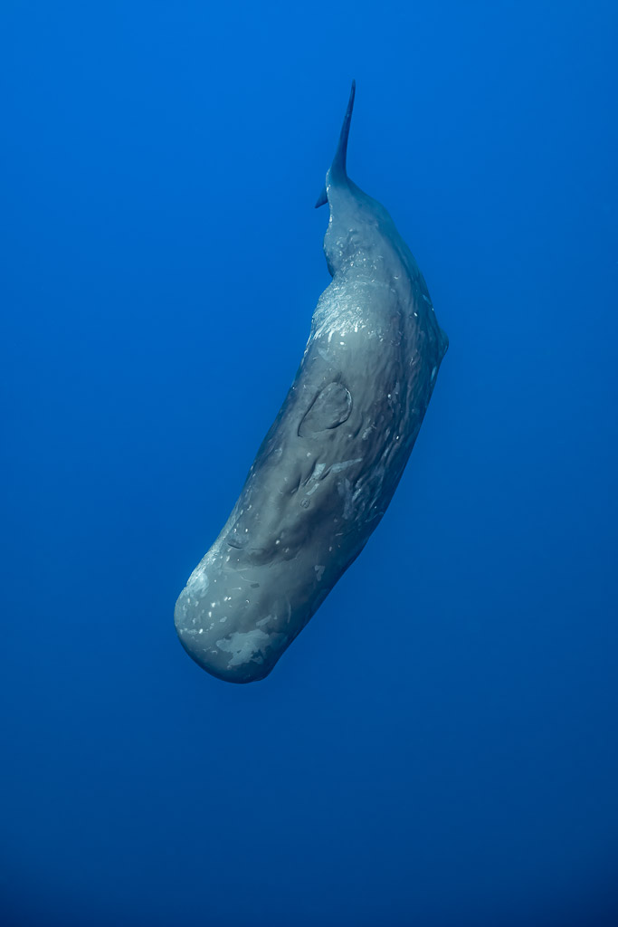 Cachalot couvert de cicatrices plongeant tête en bas, cadrage vertical, Flic-en-Flac, île Maurice