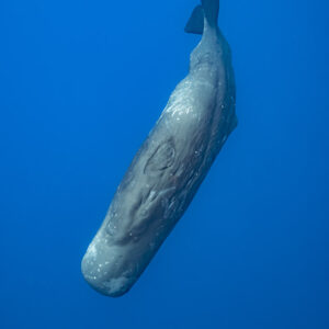 Cachalot plongeant en diagonale sur fond bleu plus clair, cadrage vertical, Flic-en-Flac, île Maurice