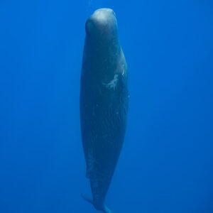 Cachalot en posture verticale sous une traînée de bulles, cadrage vertical, Flic-en-Flac, île Maurice