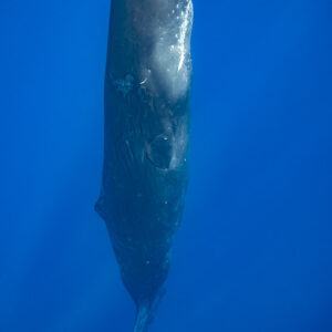 Close view of a sperm whale in vertical head-up posture, vertical frame, Flic-en-Flac, Mauritius