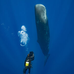 Scuba diver filming a sperm whale in vertical posture, vertical frame, Flic-en-Flac, Mauritius