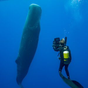 Scuba diver with camera beside a vertical sperm whale near the surface, Flic-en-Flac, Mauritius