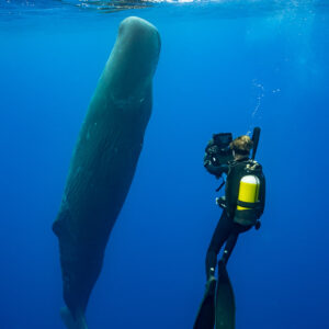 Scuba diver raising his camera toward a vertical sperm whale, vertical frame, Flic-en-Flac, Mauritius