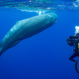 Scuba diver filming a sperm whale swimming near the surface, Flic-en-Flac, Mauritius