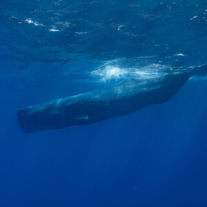 Cachalot nageant à l’horizontale sous l’écume de surface, plan large, Flic-en-Flac, île Maurice