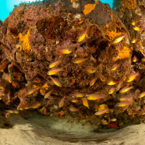 Cardinalfish school around a sponge-covered boulder on sand, wide angle, Flic-en-Flac, Mauritius