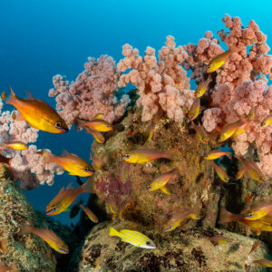 Cardinalfish school swirling around pink soft corals on a rocky reef, Flic-en-Flac, Mauritius